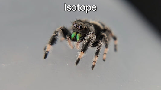 Isotope - Male Regal