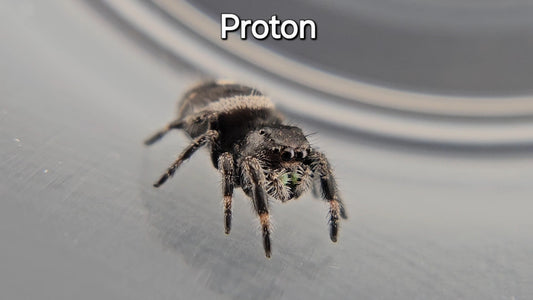 Proton - Male Regal