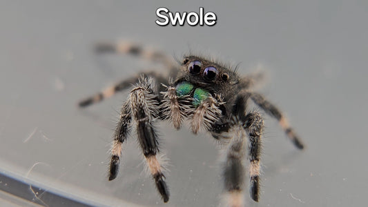 Swole - Male Regal
