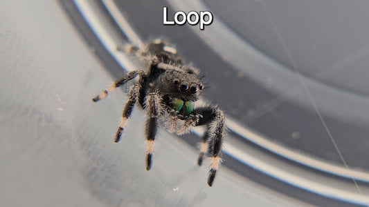 Loop - Male Regal
