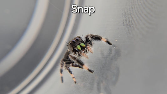 Snap - Male Regal