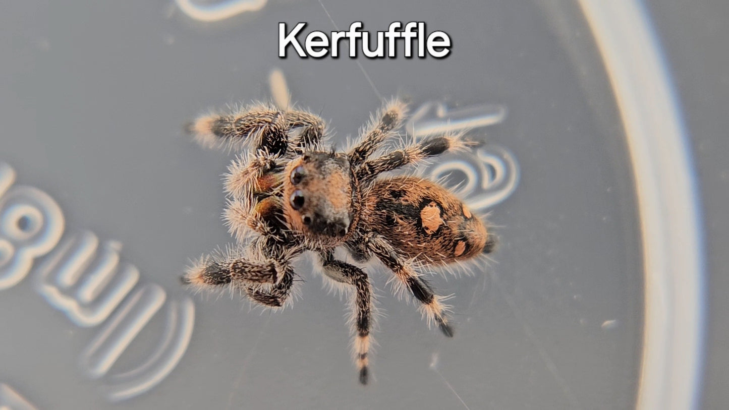 Kerfuffle - Female Regal