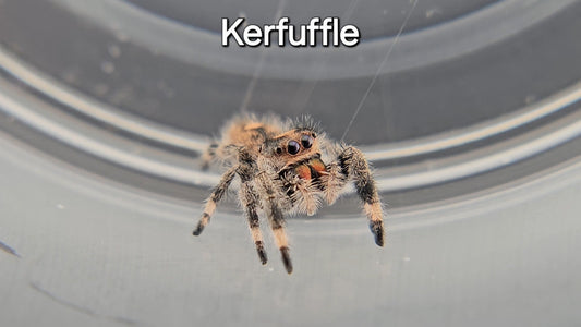 Kerfuffle - Female Regal
