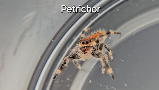 Petrichor - Female Regal
