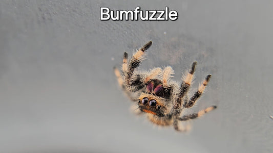 Bumfuzzle - Female Regal
