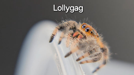 Lollygag - Female Regal