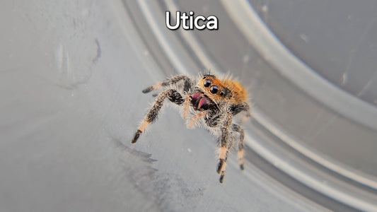 Utica - Female Regal