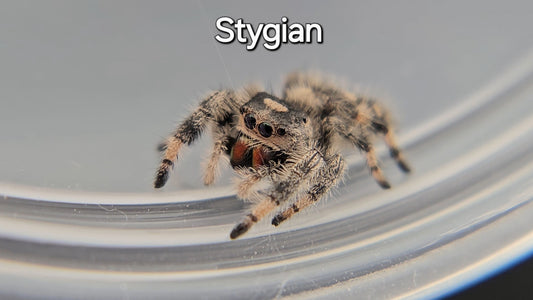 Stygian - Female Regal