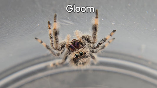 Gloom - Female Regal