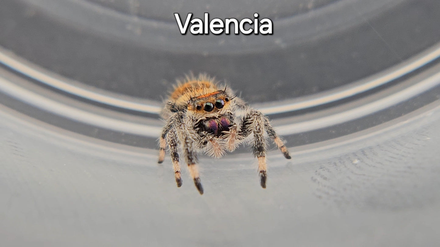 Valencia - Female Regal