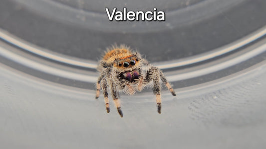 Valencia - Female Regal