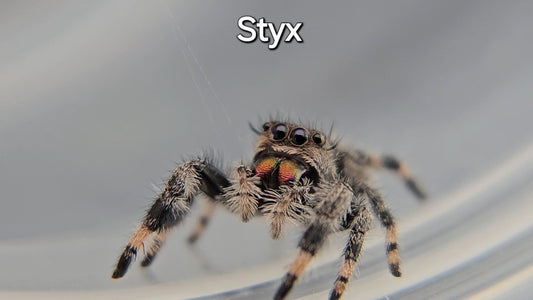 Styx - Female Regal