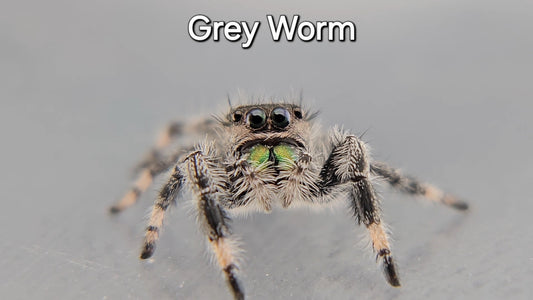 Grey Worm - Male Regal