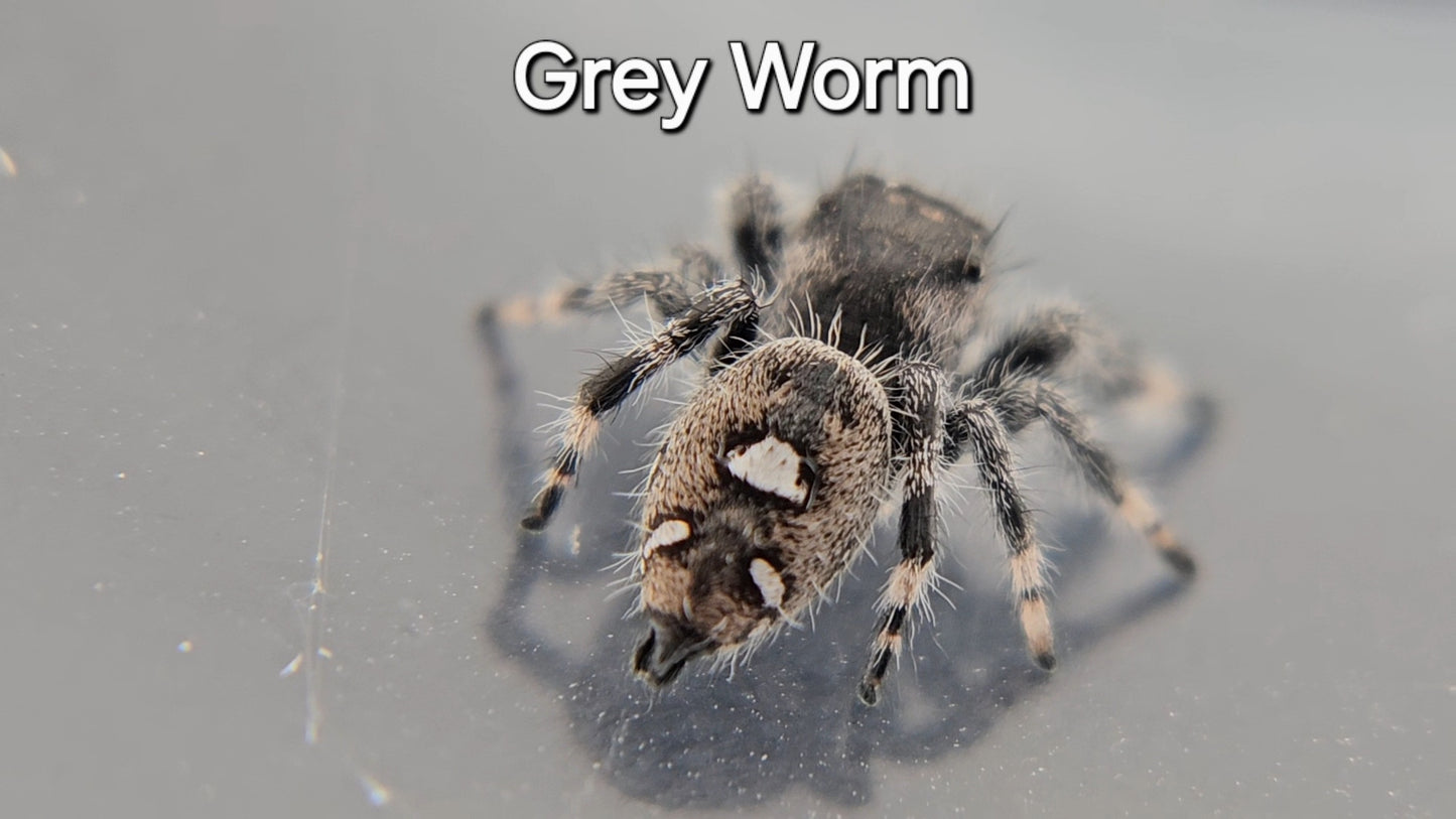 Grey Worm - Male Regal