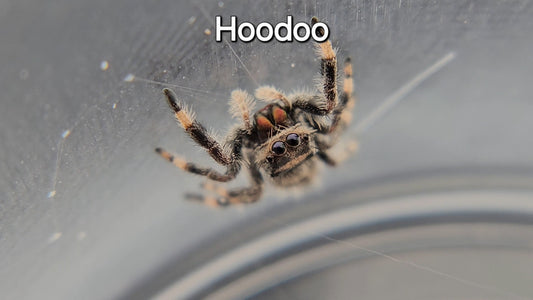Hoodoo - Female Regal