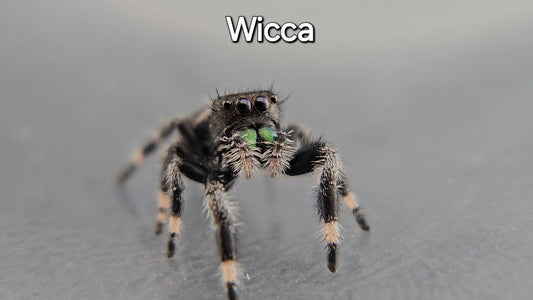 Wicca - Male Regal