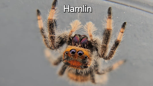 Hamlin - Female Regal
