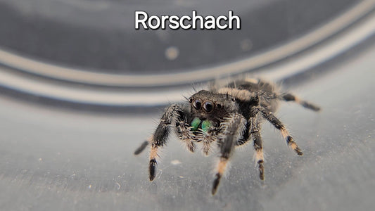 Rorschach - Male Regal