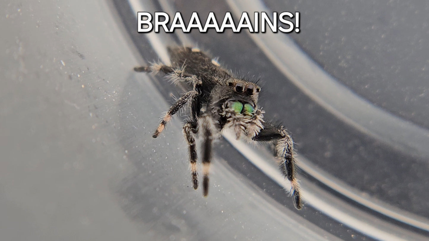 BRAAAAAINS! - Male Regal