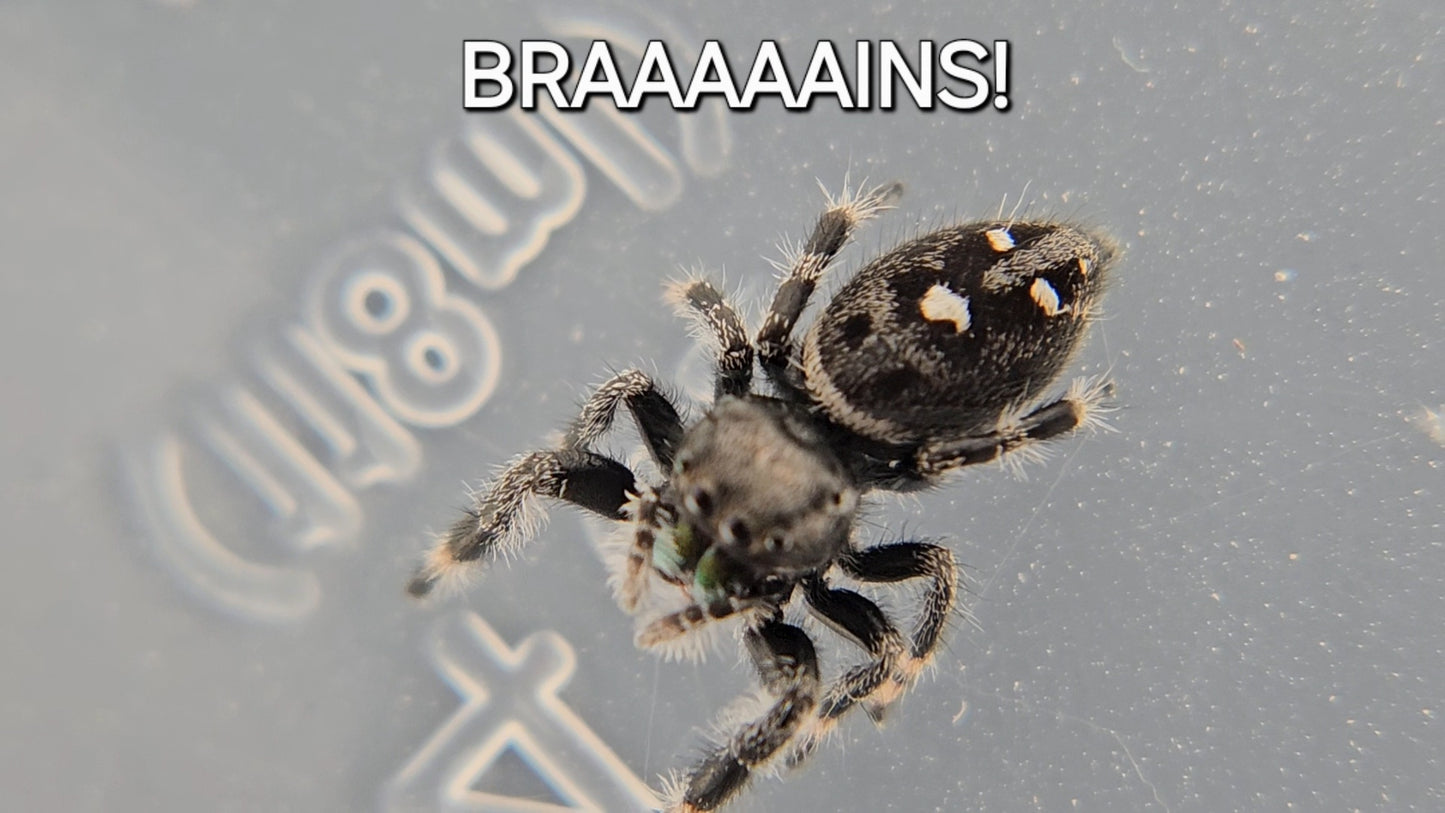 BRAAAAAINS! - Male Regal