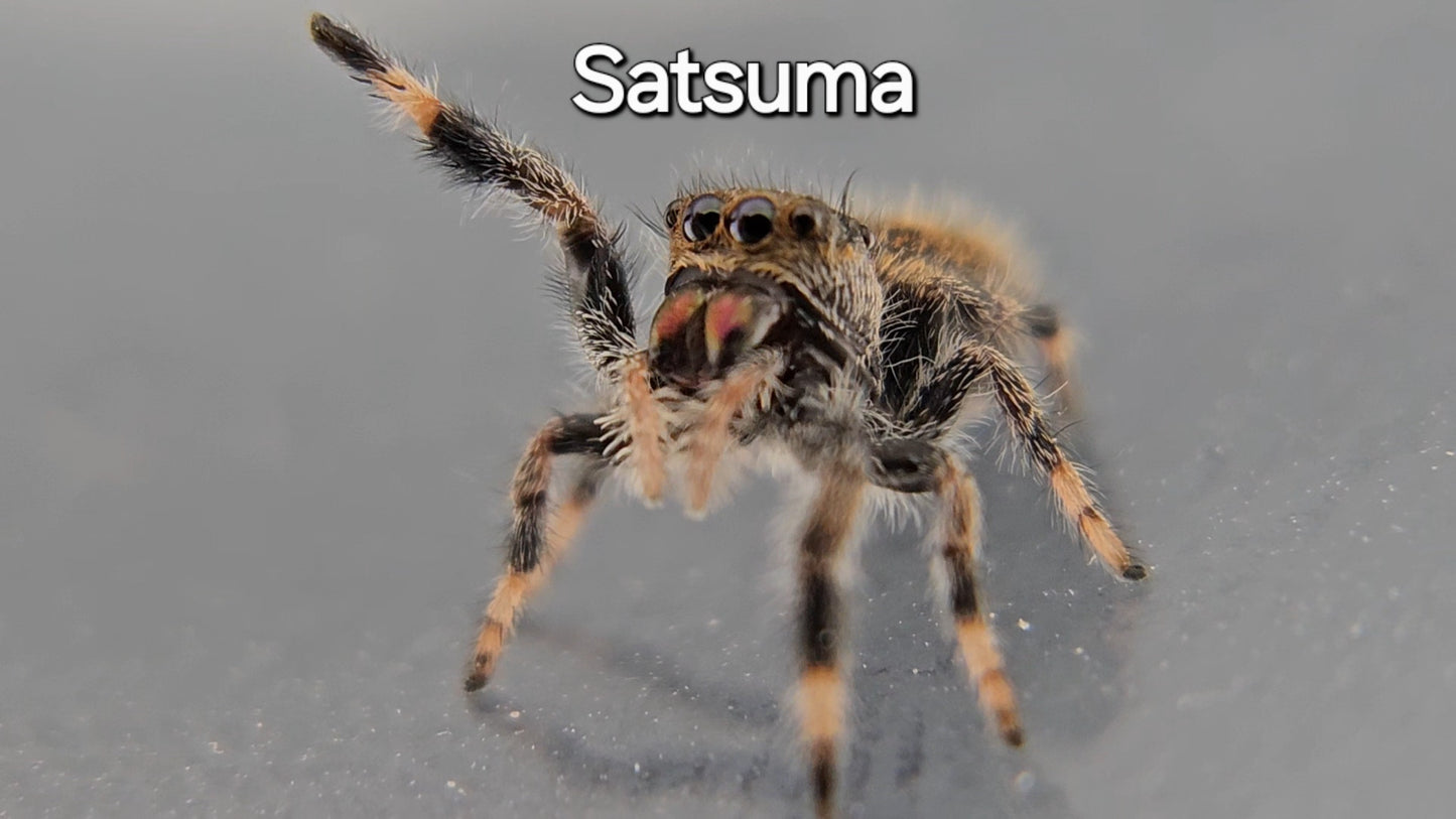 Satsuma - Female Regal