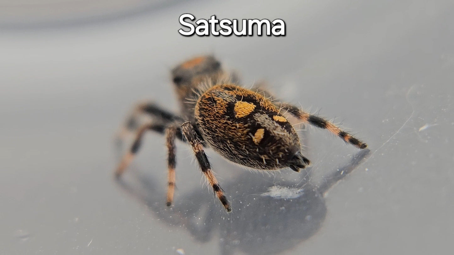 Satsuma - Female Regal