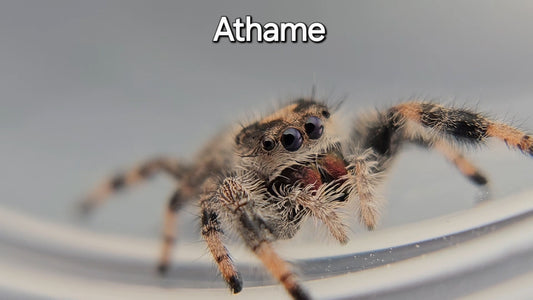 Athame - Female Regal