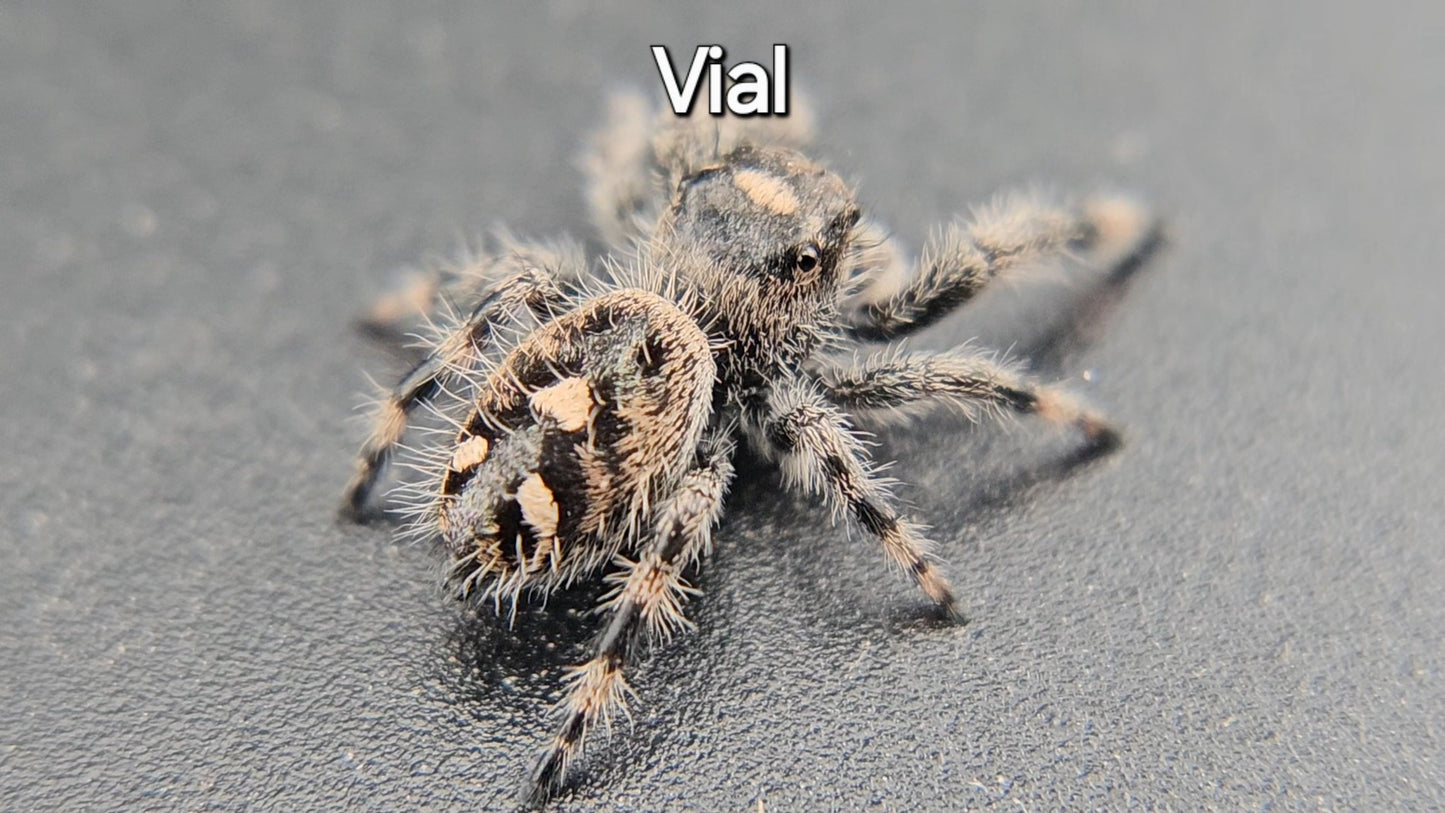 Vial - Female Regal