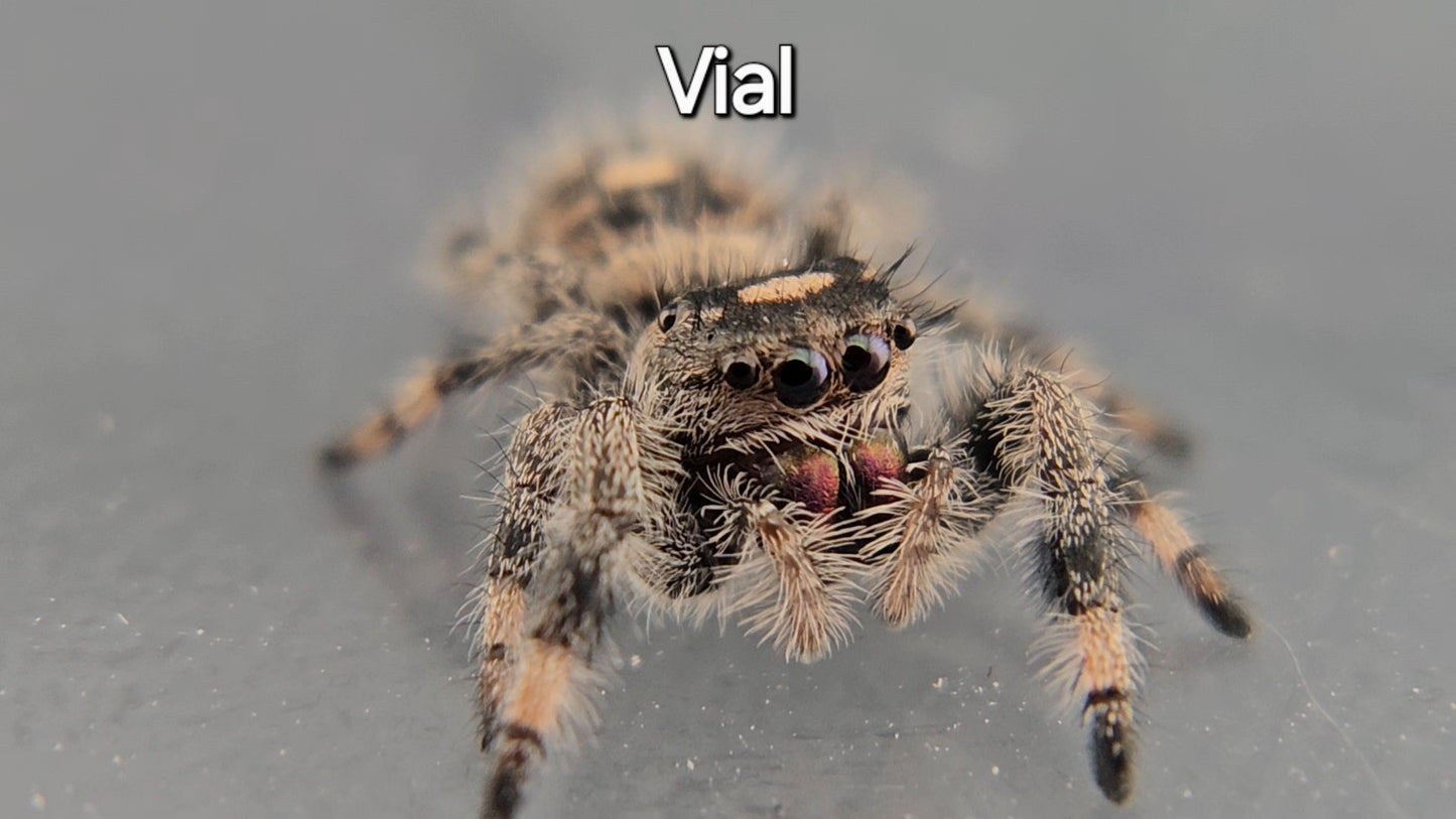 Vial - Female Regal