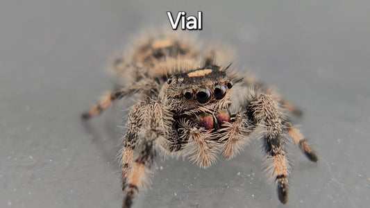 Vial - Female Regal