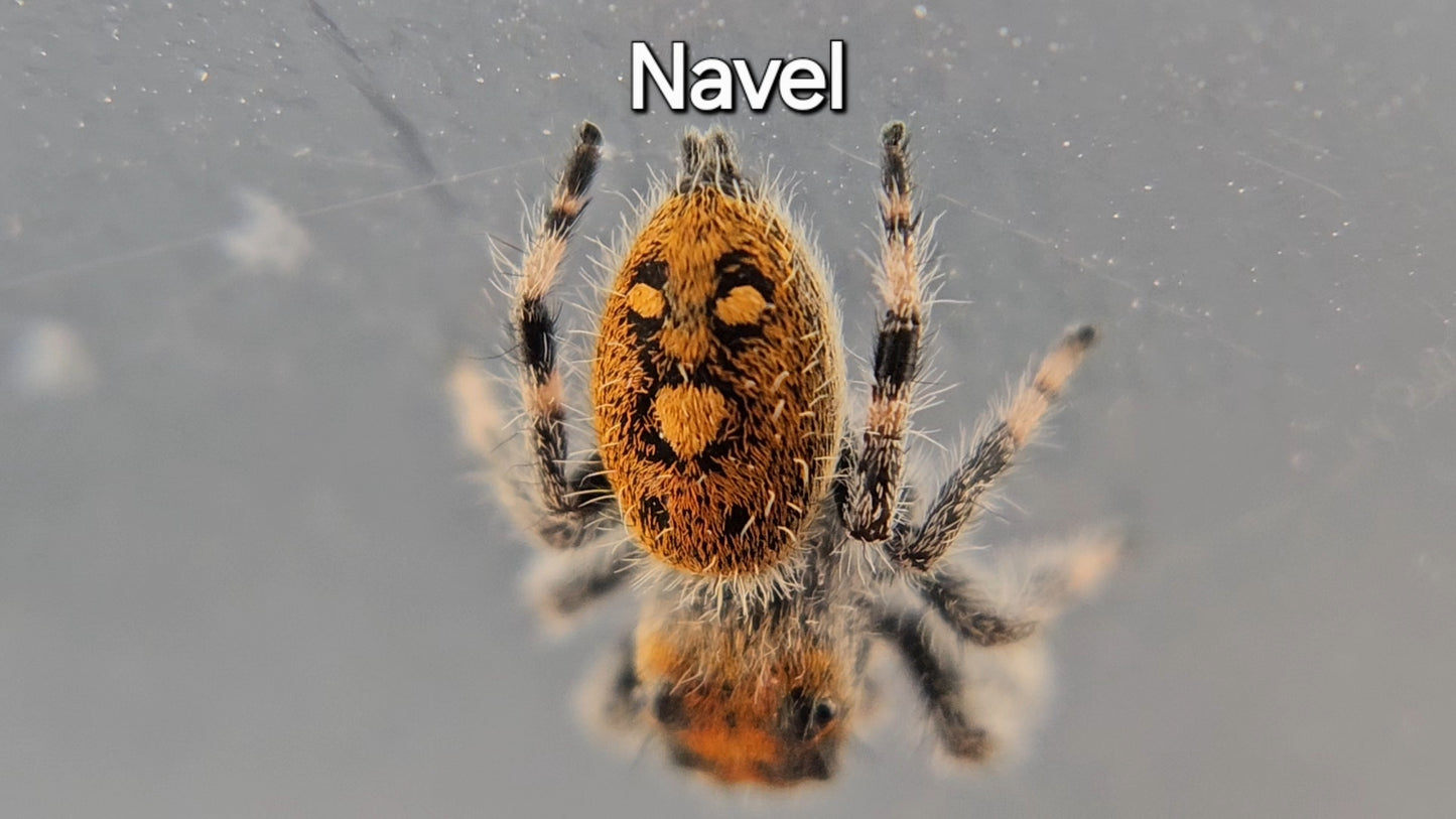 Navel - Female Regal