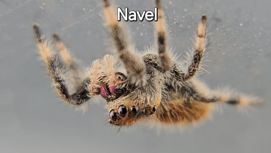 Navel - Female Regal