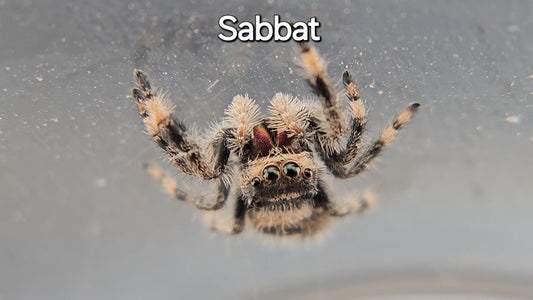 Sabbat - Female Regal