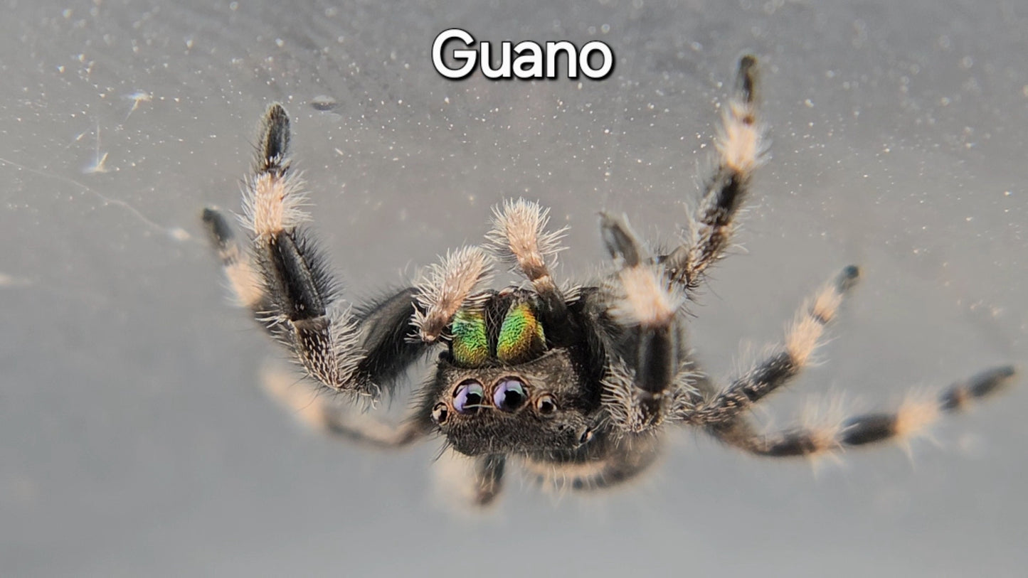 Guano - Male Regal