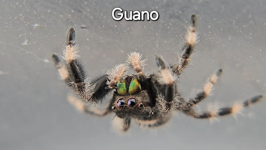 Guano - Male Regal