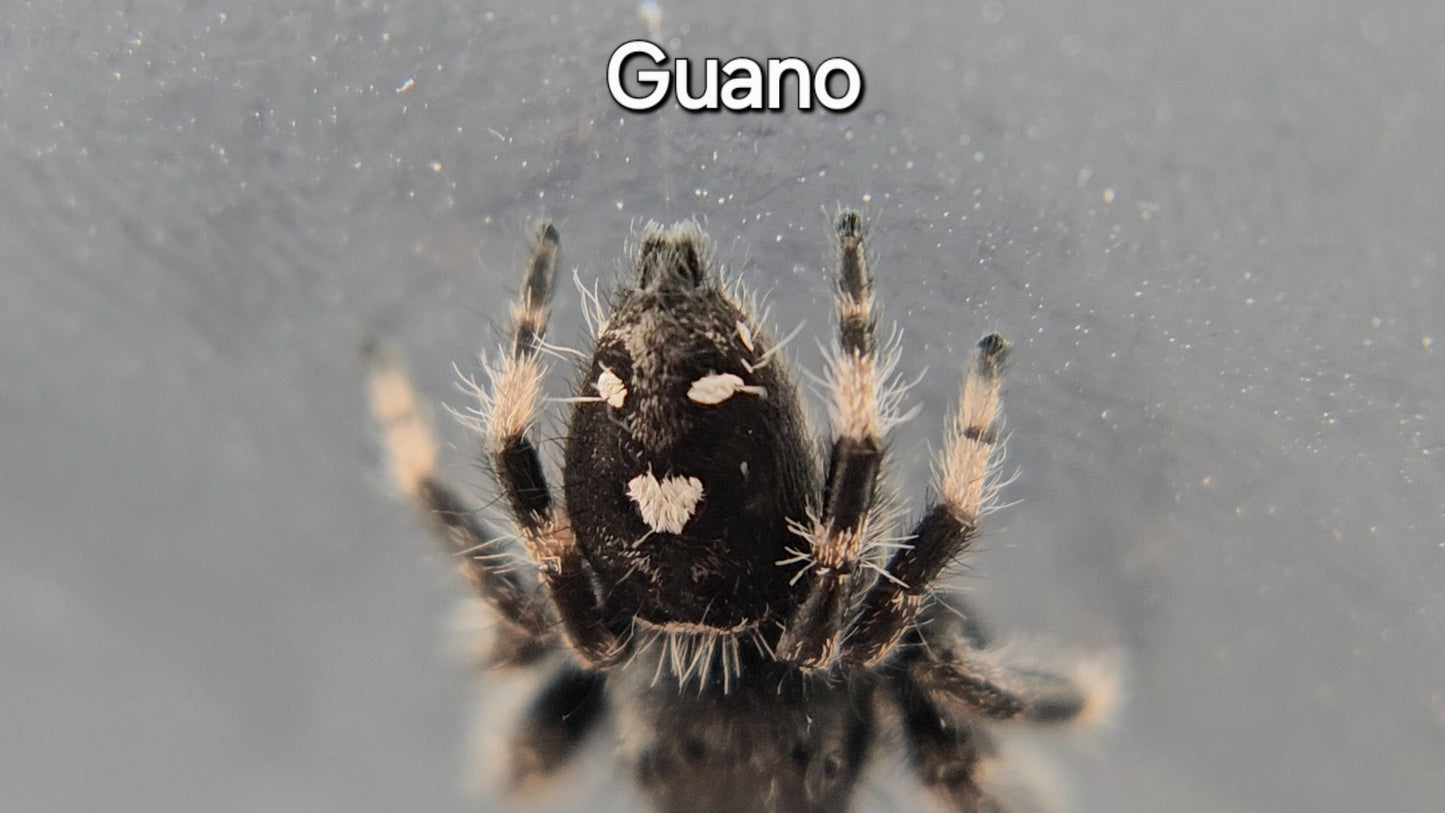 Guano - Male Regal