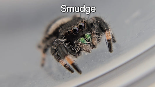 Smudge - Male Regal