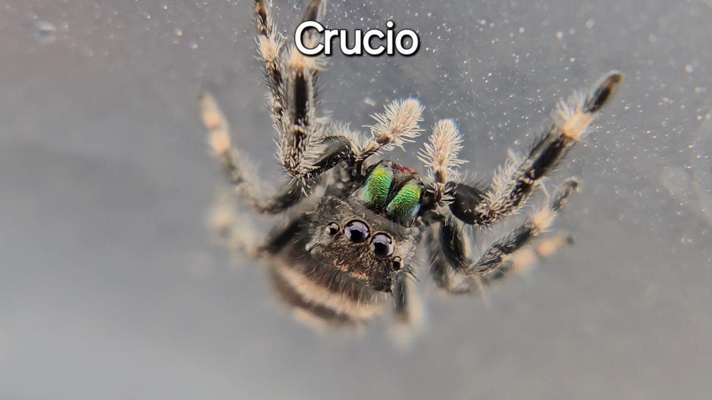 Crucio - Male Regal