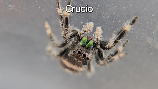 Crucio - Male Regal