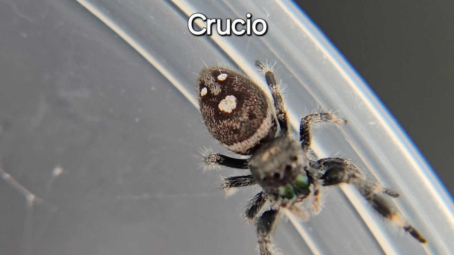 Crucio - Male Regal