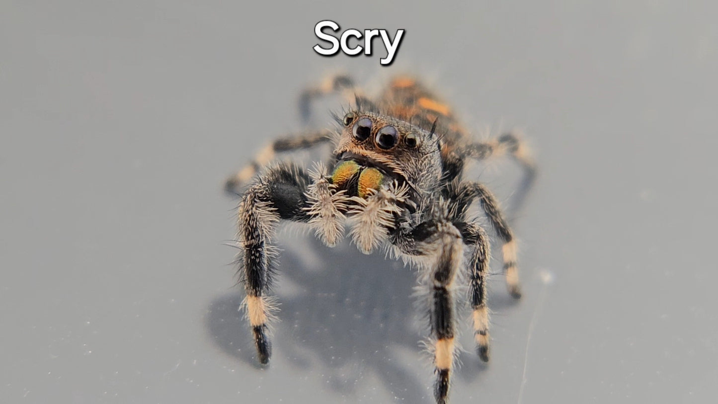 Scry - Female Regal
