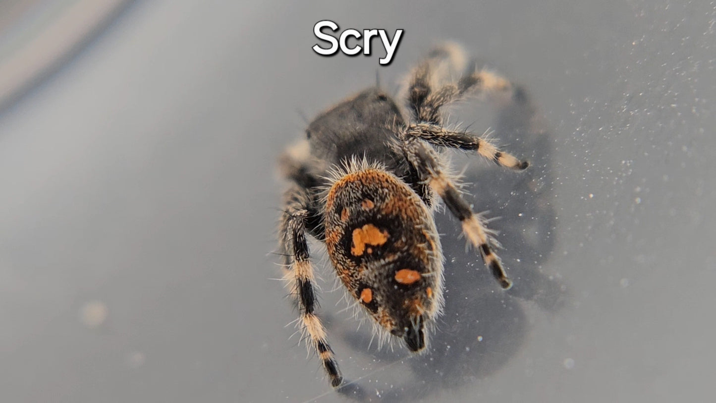 Scry - Female Regal