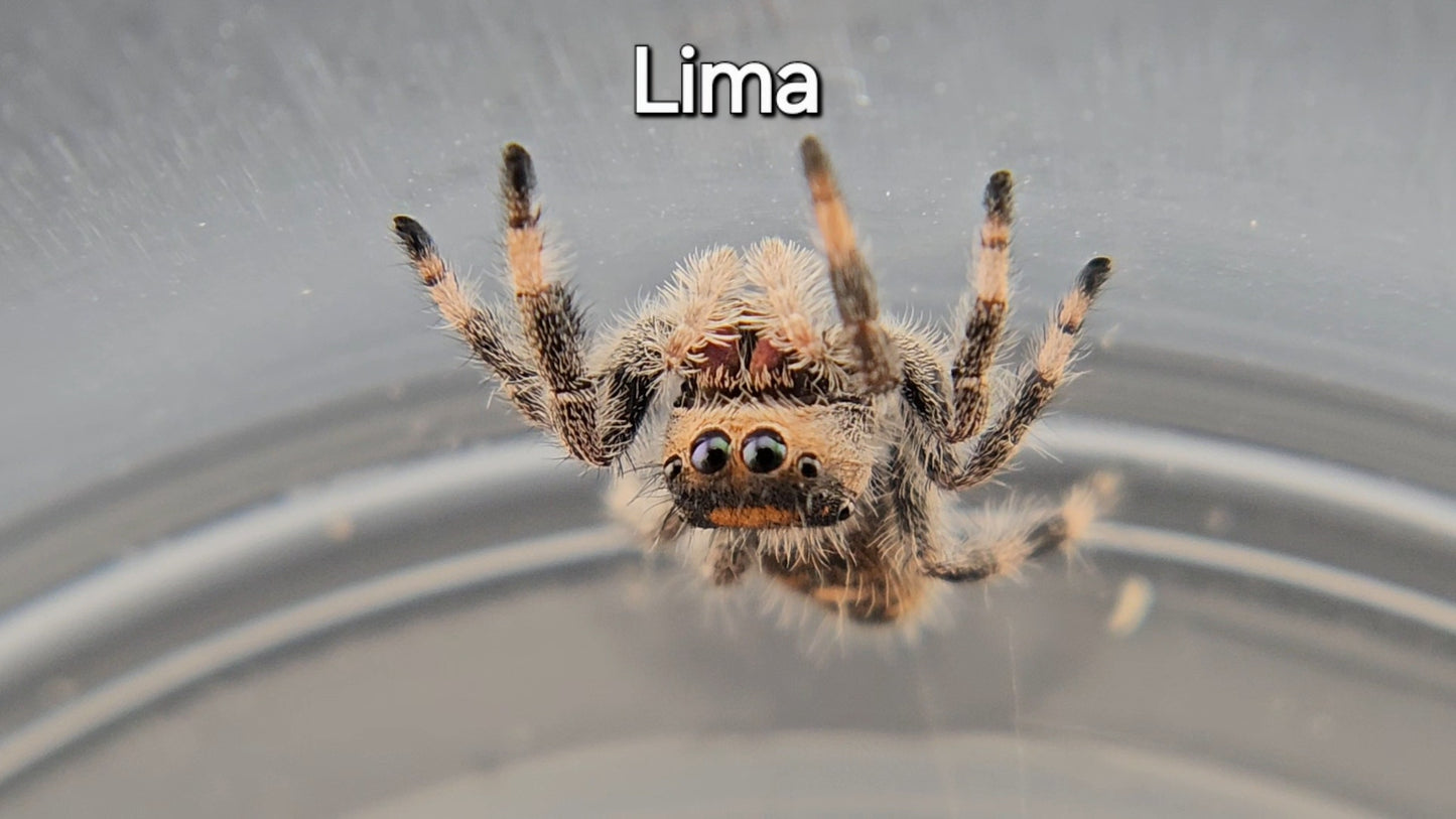 Lima - Female Regal