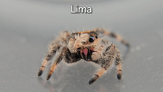Lima - Female Regal
