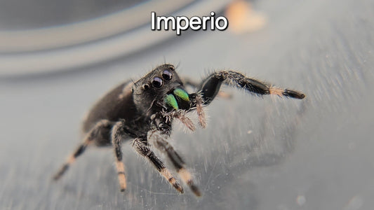 Imperio - Male Regal