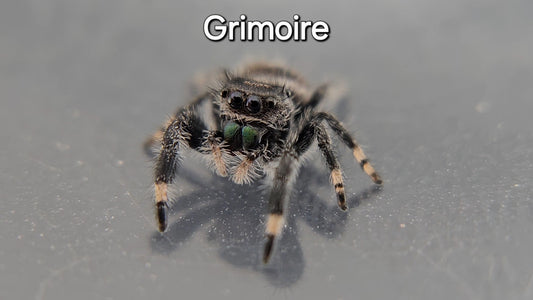 Grimoire - Male Regal