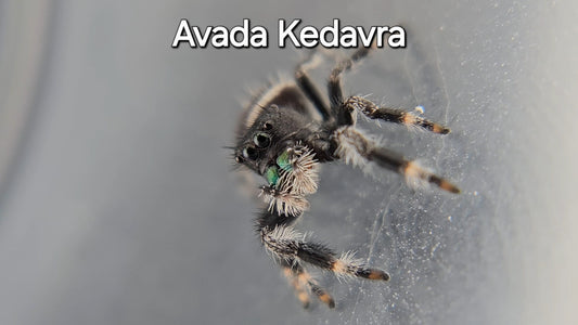 Avada Kedavra - Male Regal
