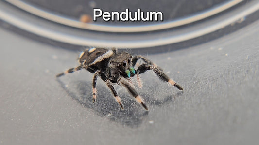Pendulum - Male Regal